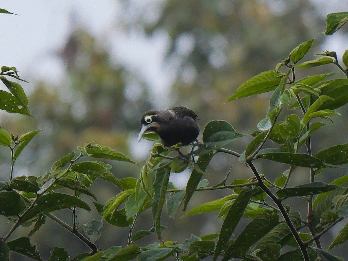 Yellow-browed Melidectes - ML639109409