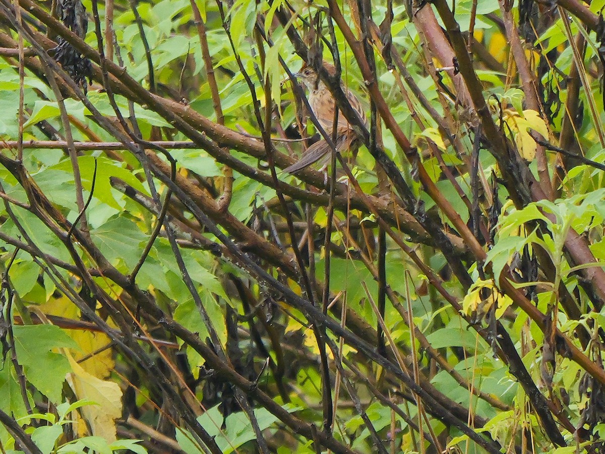 Papuan Grassbird - ML639109414