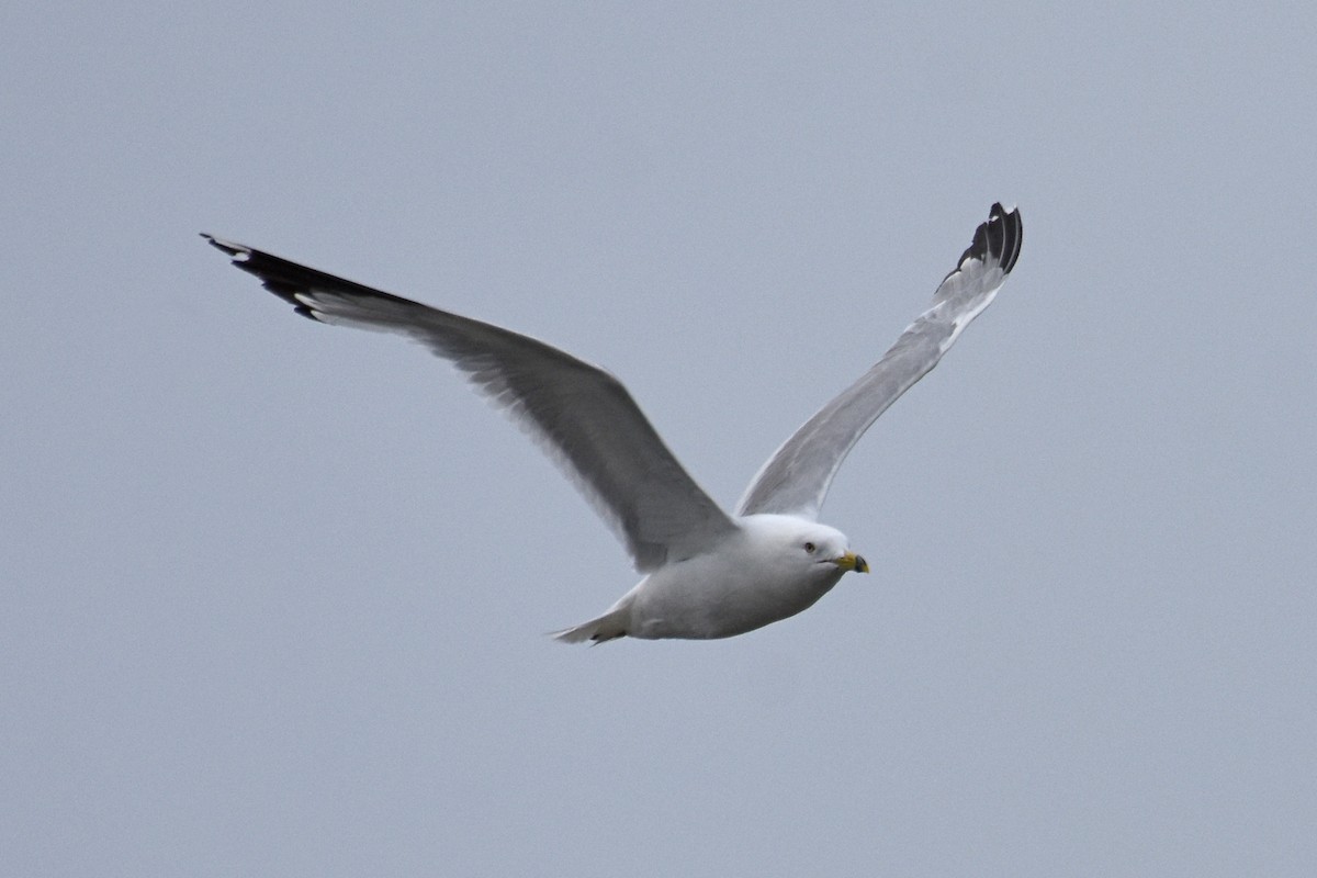 Ring-billed Gull - ML639109474