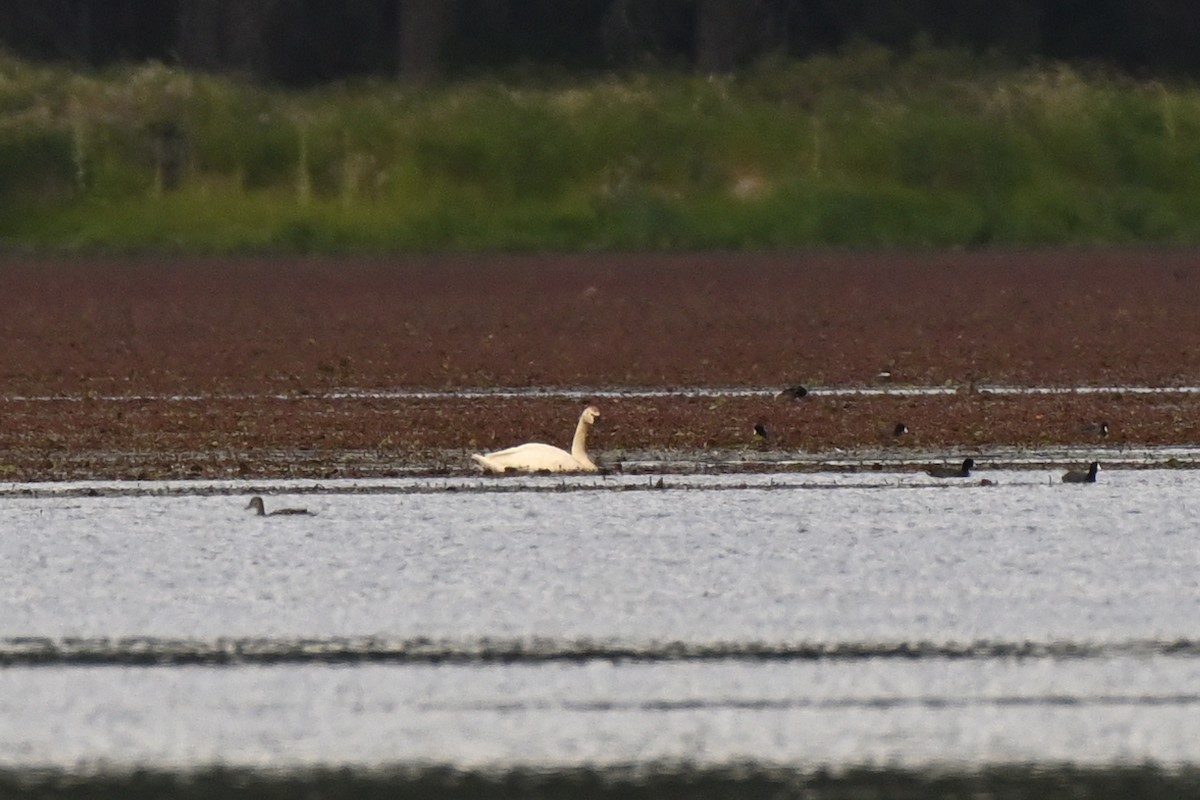 Cygne siffleur - ML639109477