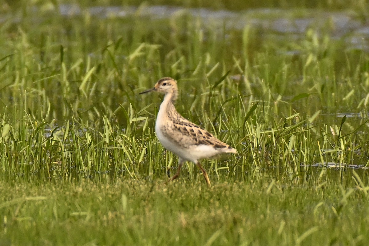 Phalarope de Wilson - ML639109495