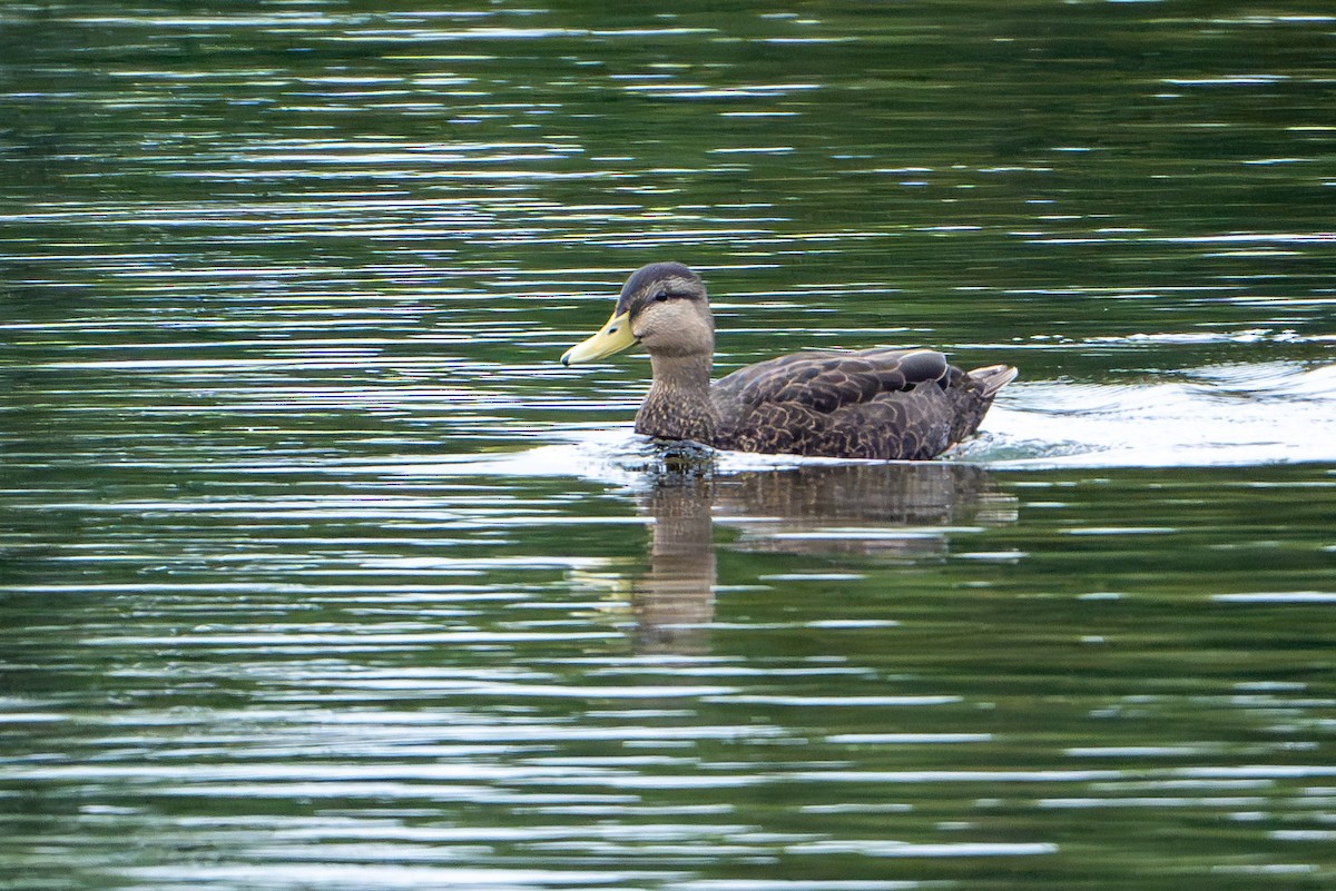 American Black Duck - ML639109505