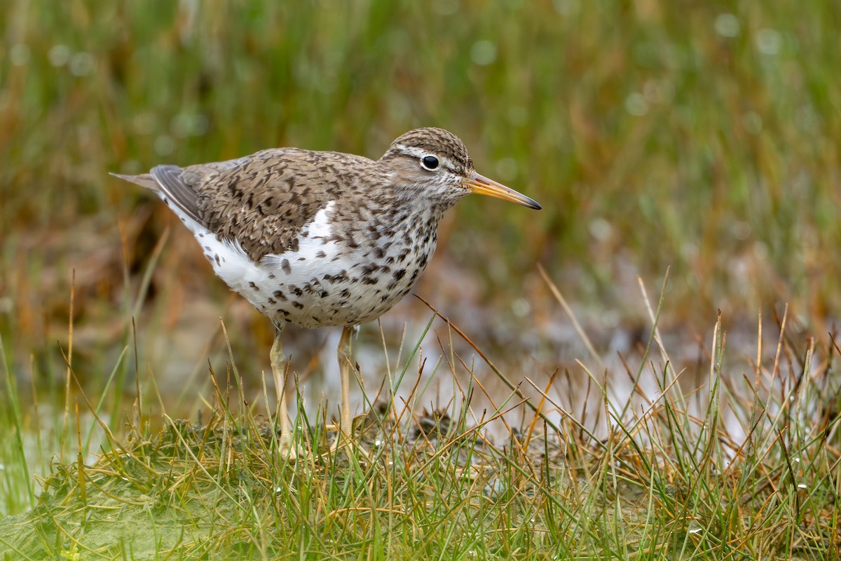 Spotted Sandpiper - ML639109520