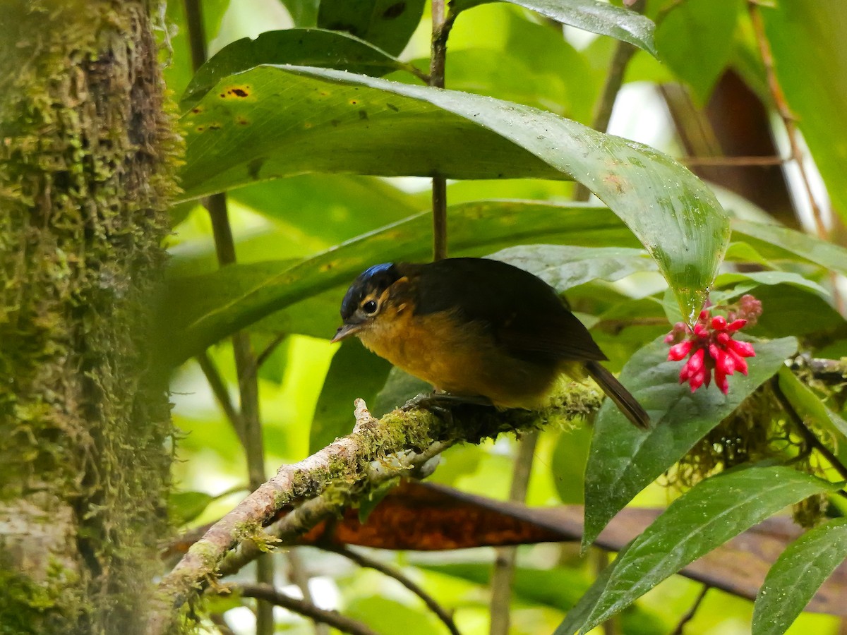 Blue-capped Ifrita - ML639109521