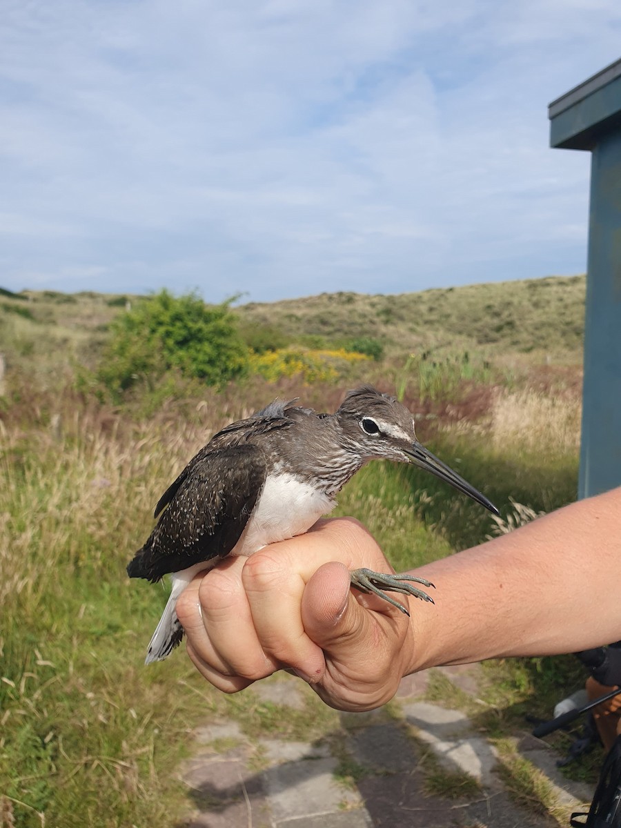 Green Sandpiper - ML639109523