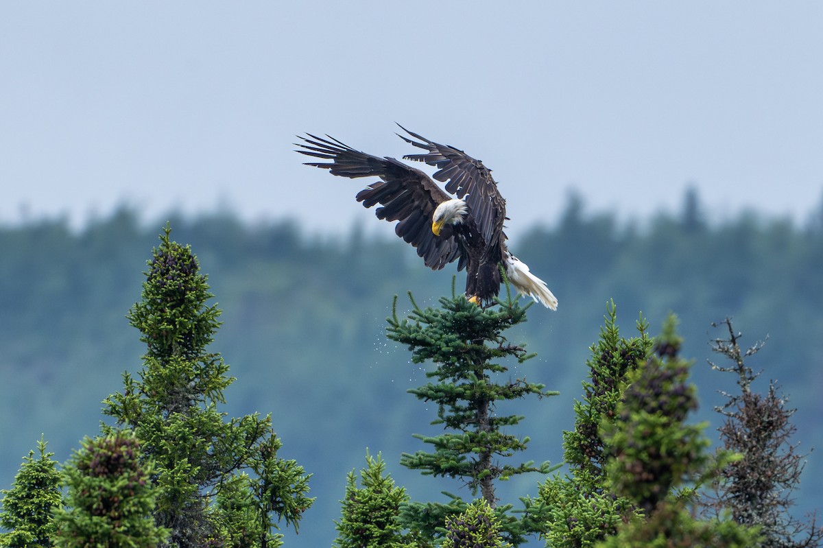 Bald Eagle - ML639109525