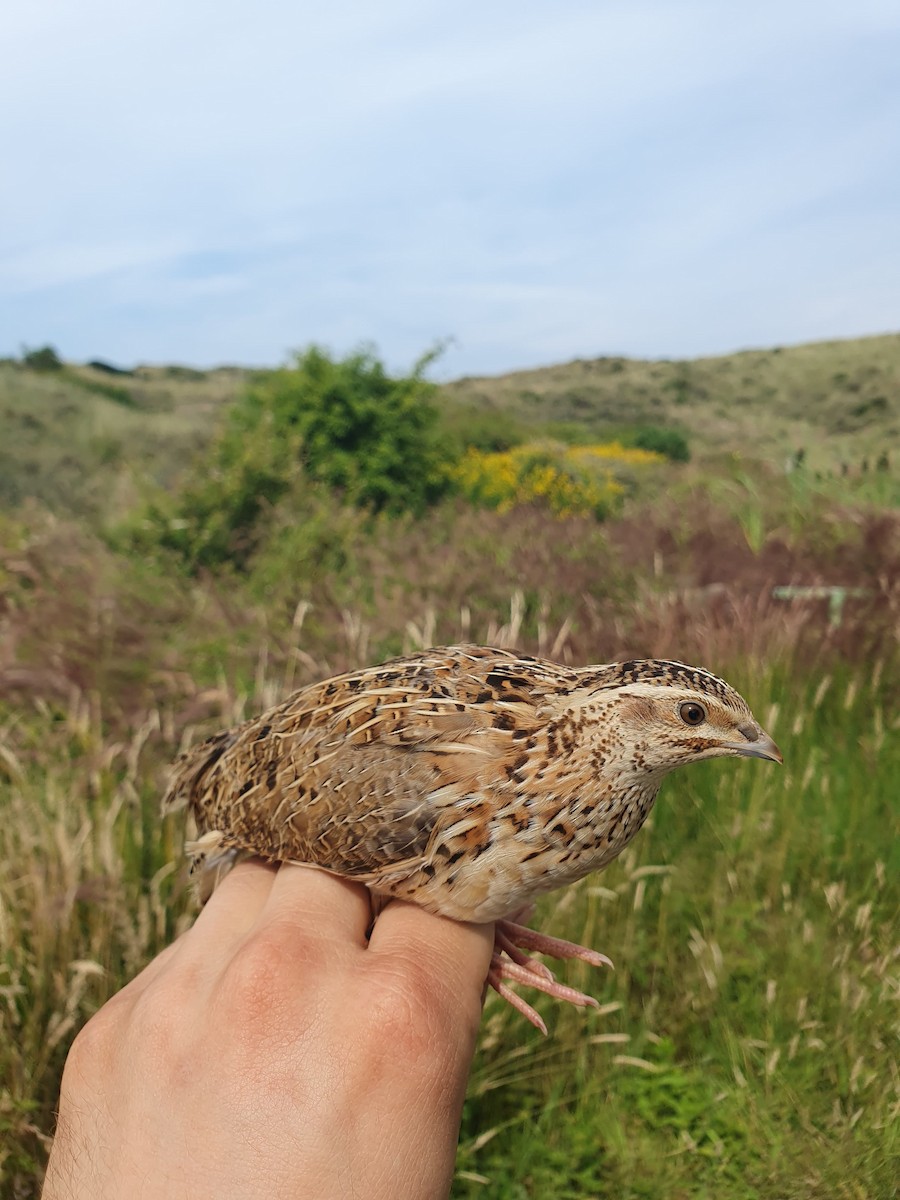 Common Quail - ML639109530