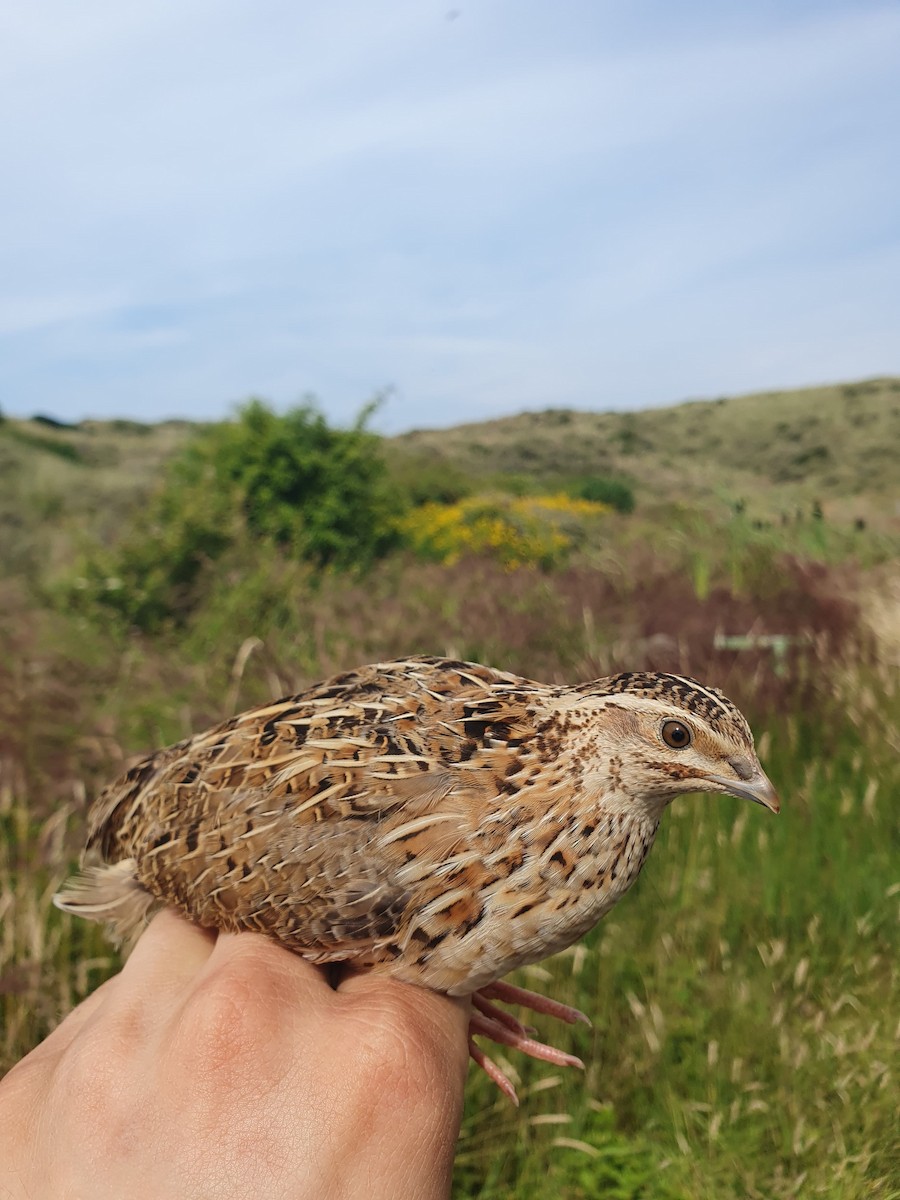 Common Quail - ML639109532