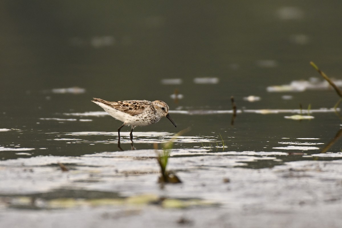 Bécasseau d'Alaska - ML639109533