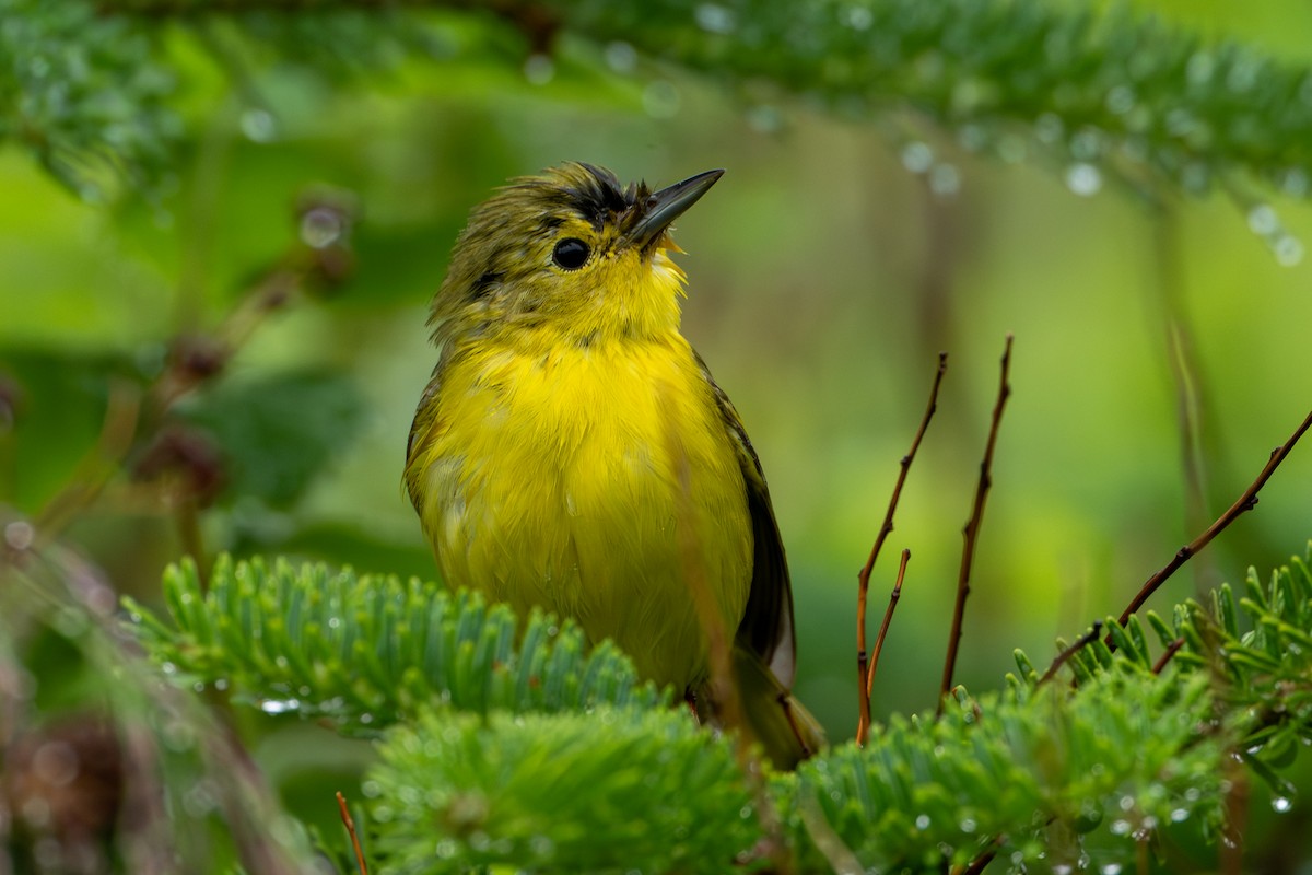 Yellow Warbler - ML639109536