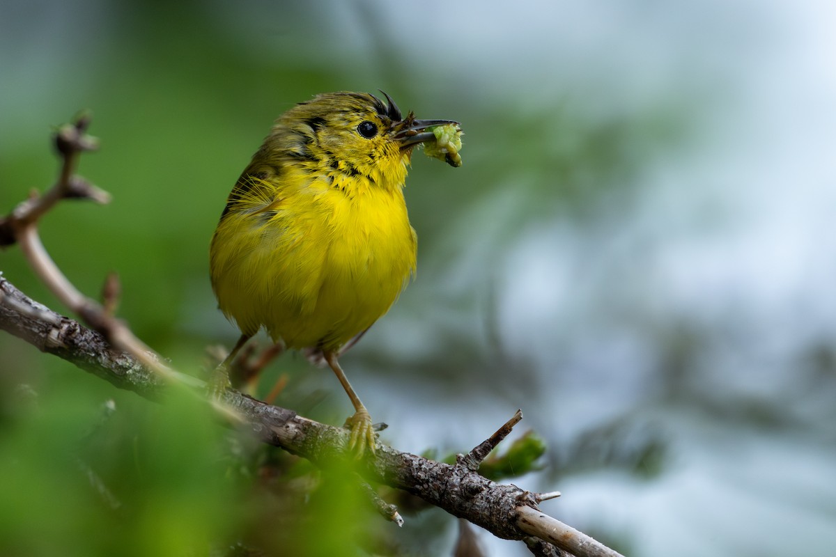 Yellow Warbler - ML639109538