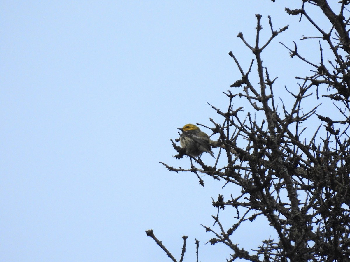 Black-throated Green Warbler - ML639109625