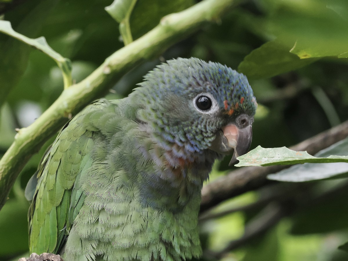 Blue-headed Parrot - ML639109629