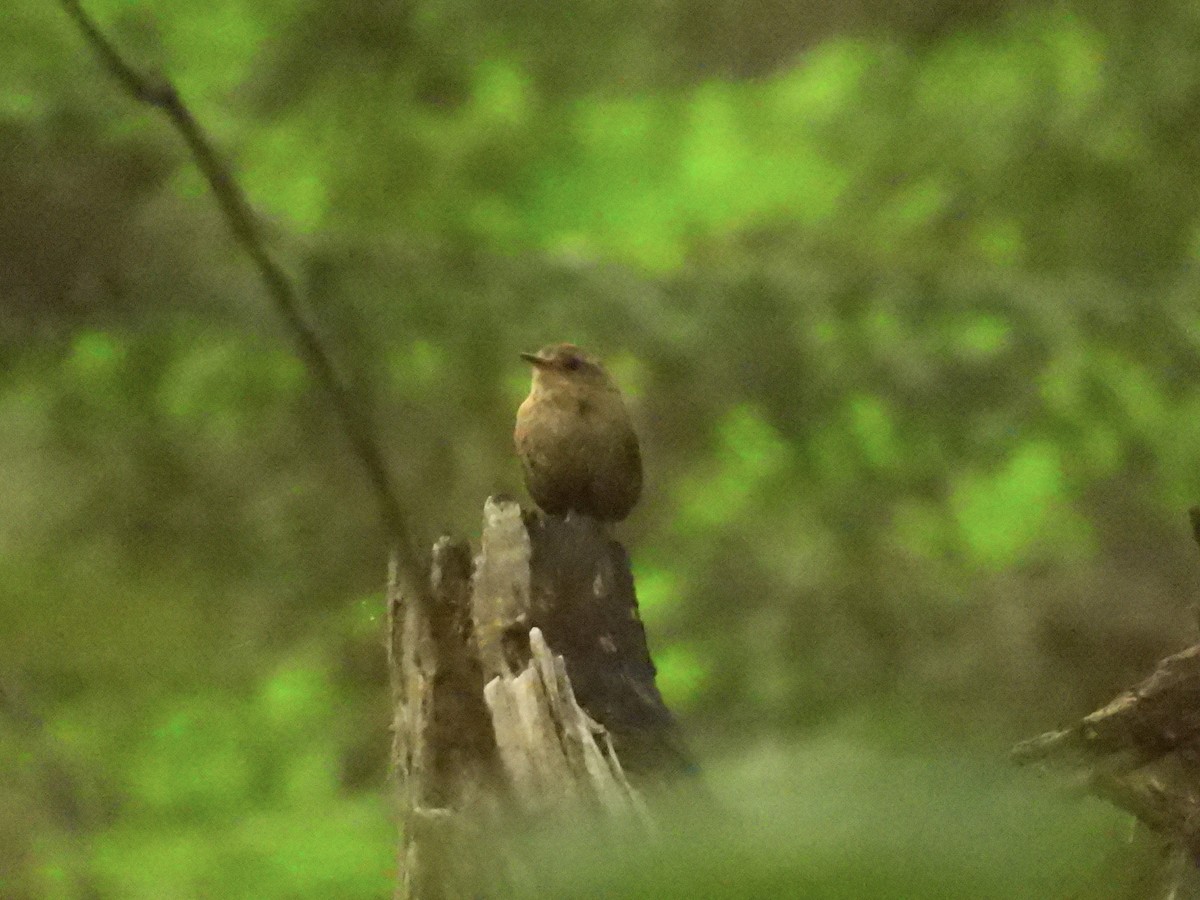 Winter Wren - ML639109634