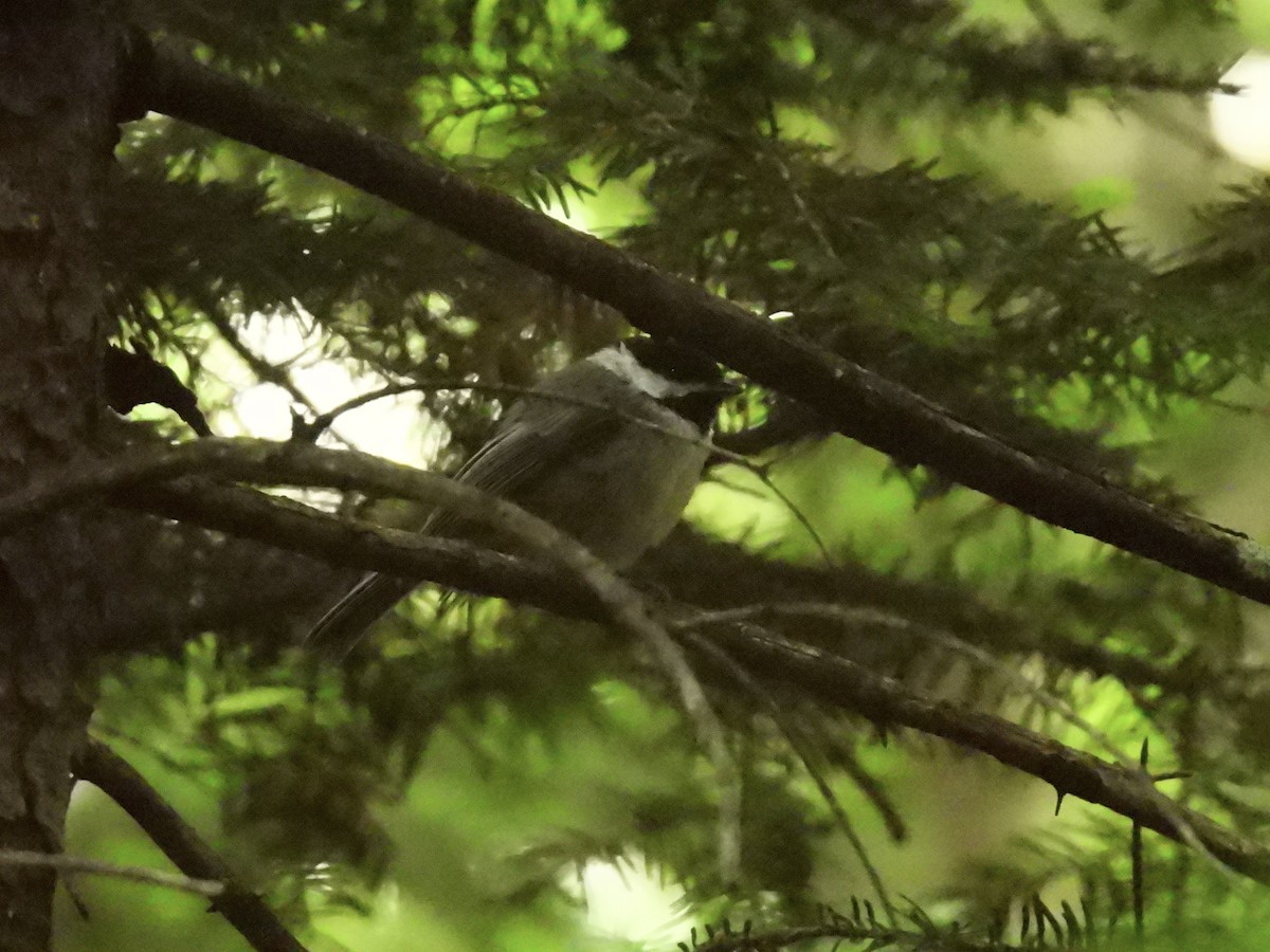 Black-capped Chickadee - ML639109650