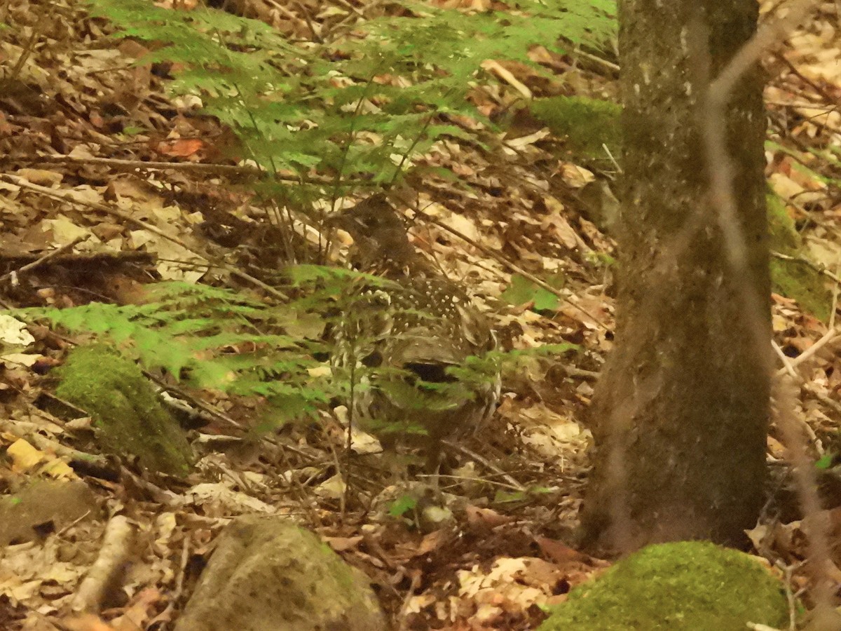 Ruffed Grouse - ML639109654
