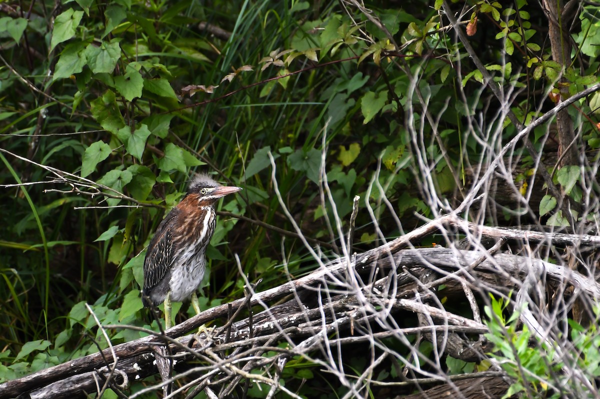 Green Heron - ML639109657