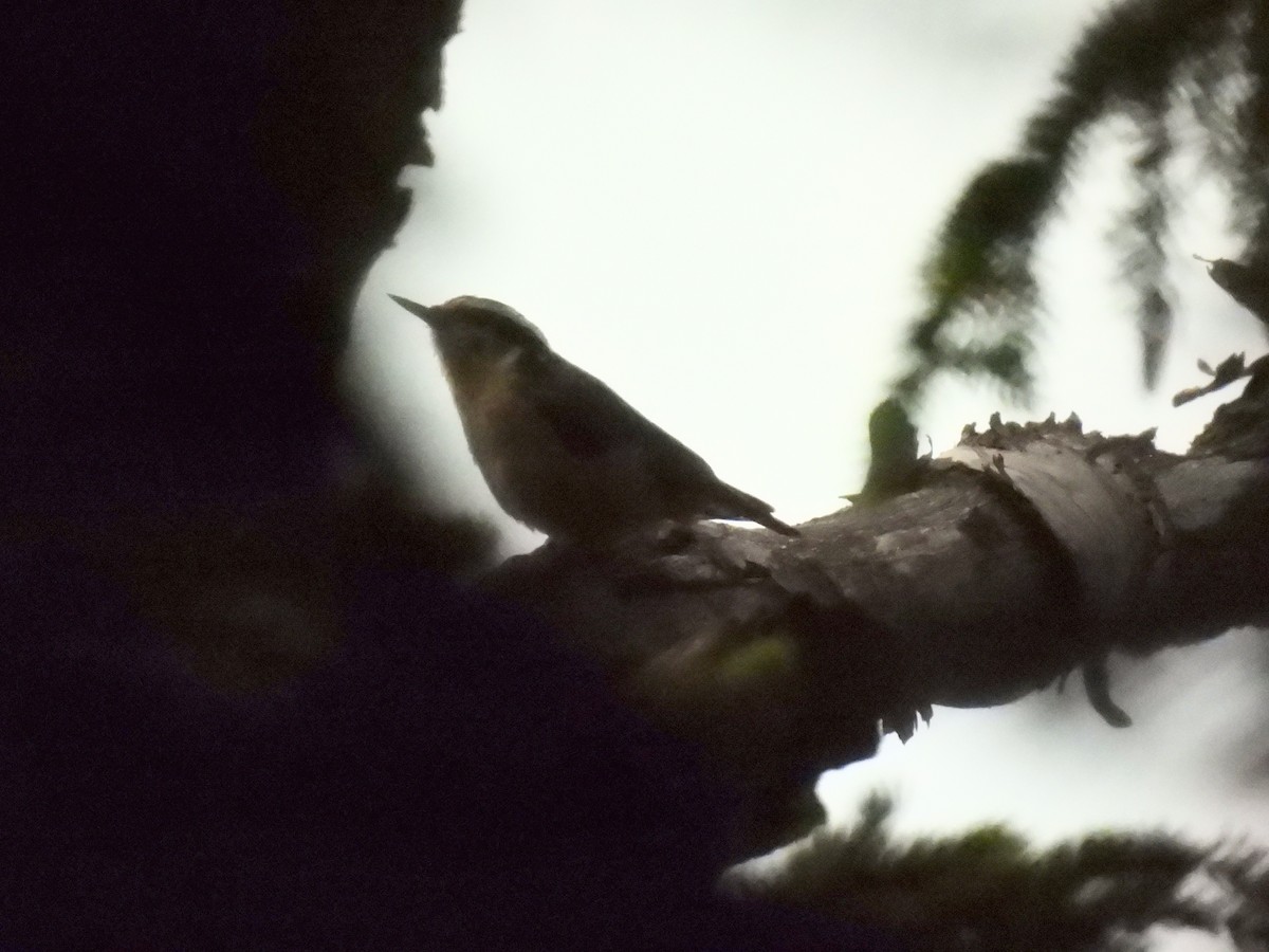 Red-breasted Nuthatch - ML639109663