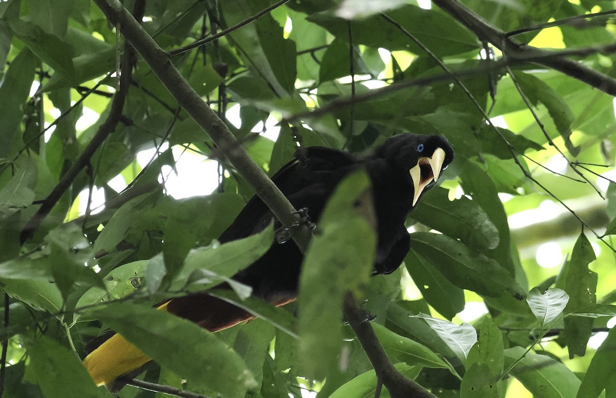 Crested Oropendola - ML639109680