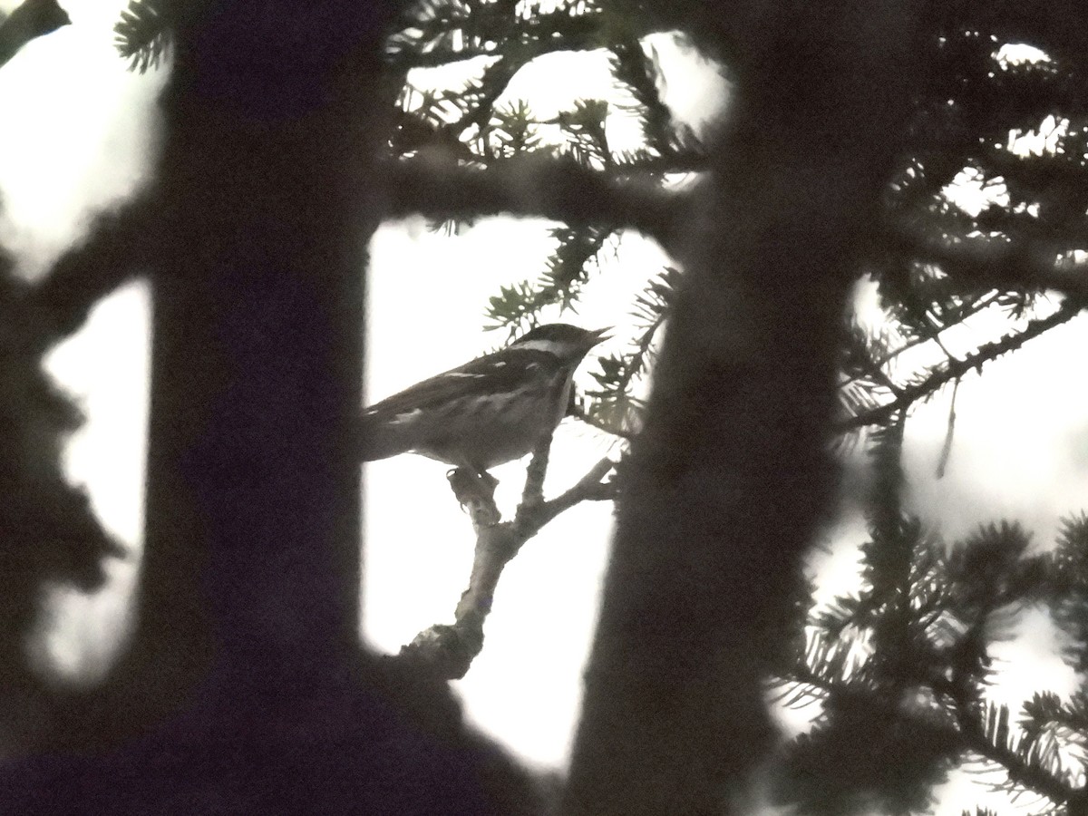 Blackpoll Warbler - ML639109702