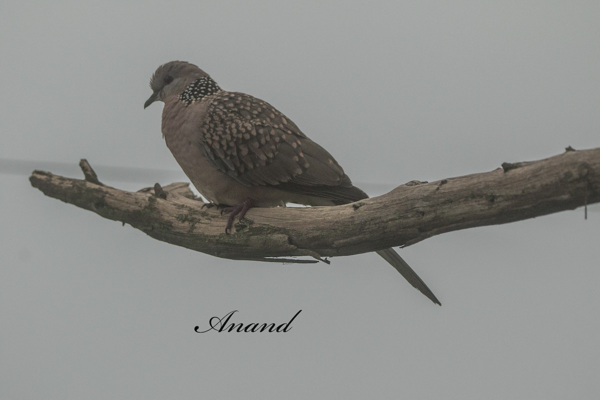 Spotted Dove - ML639109711