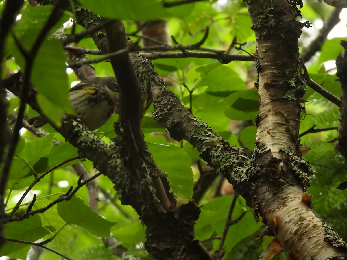 Yellow-rumped Warbler - ML639109716
