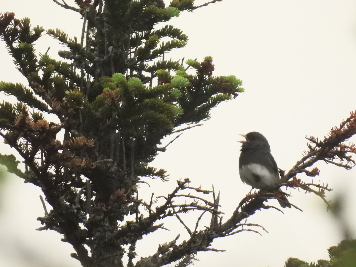 Dark-eyed Junco - ML639109720