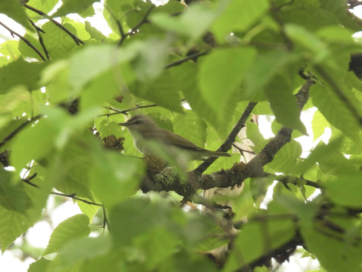 Red-eyed Vireo - ML639109722