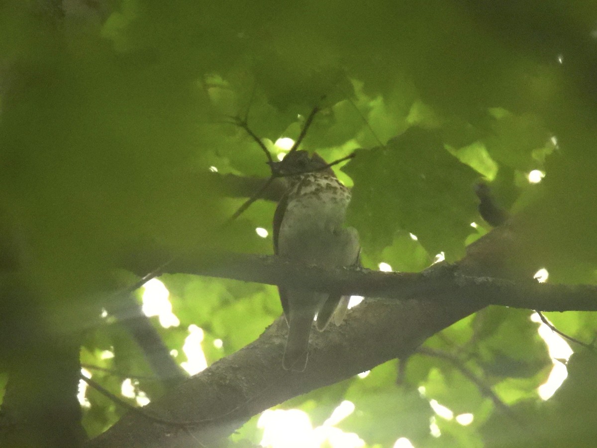 Hermit Thrush - ML639109732
