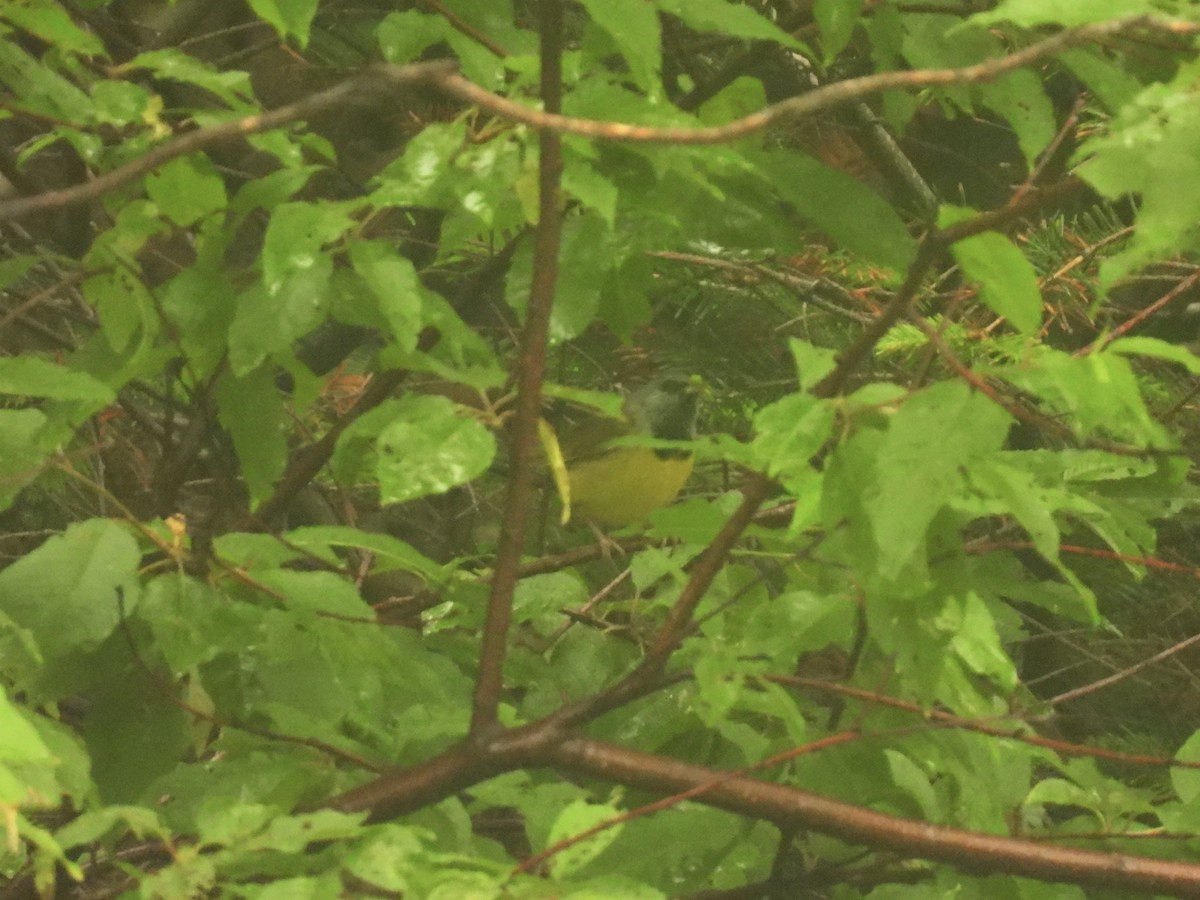 Mourning Warbler - ML639109743