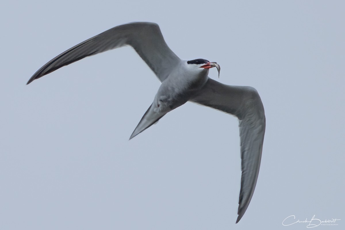 Arctic Tern - ML639109755