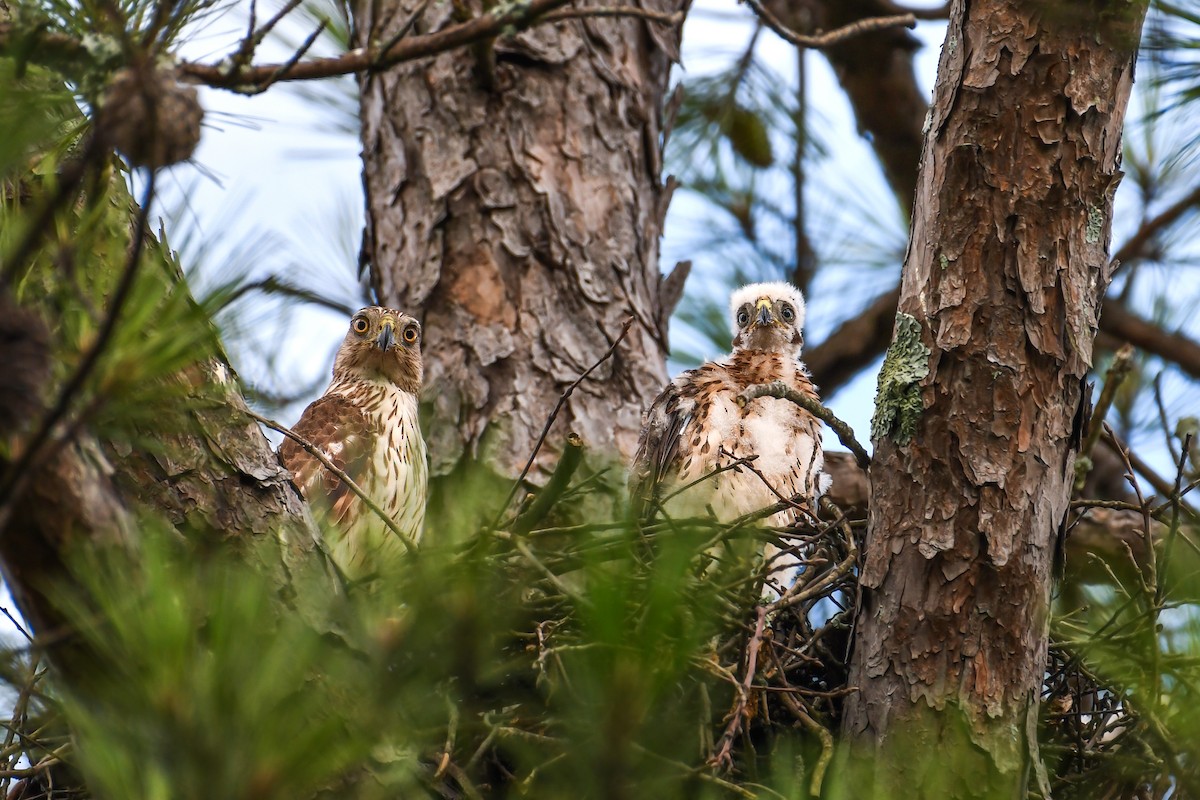 Cooper's Hawk - ML639109829