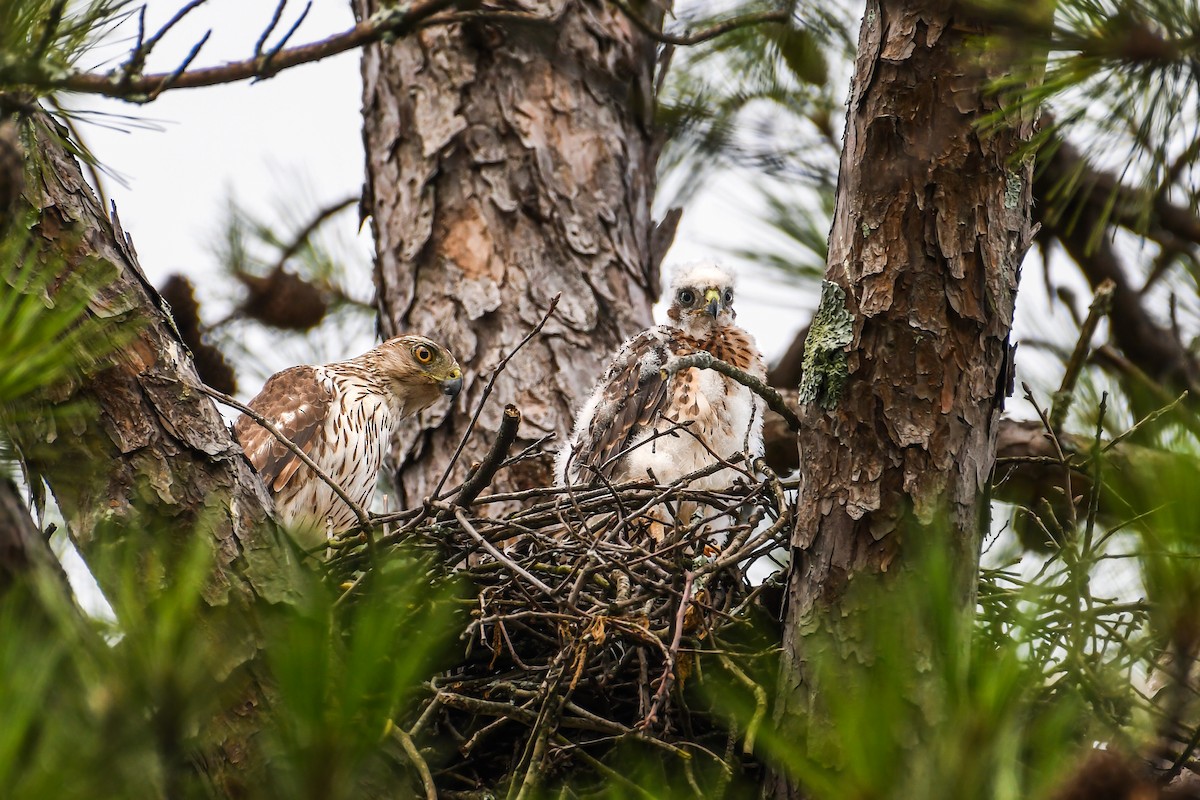 Cooper's Hawk - ML639109832