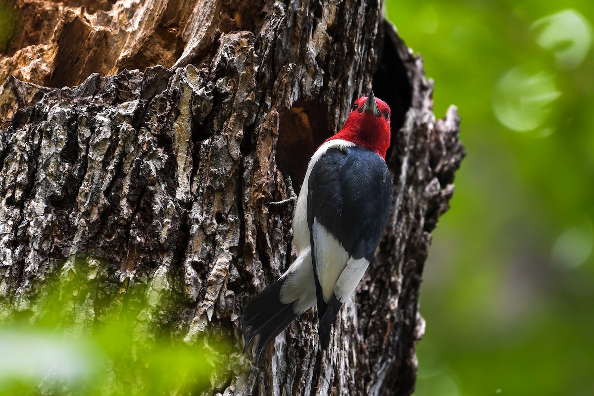 Red-headed Woodpecker - ML639109837