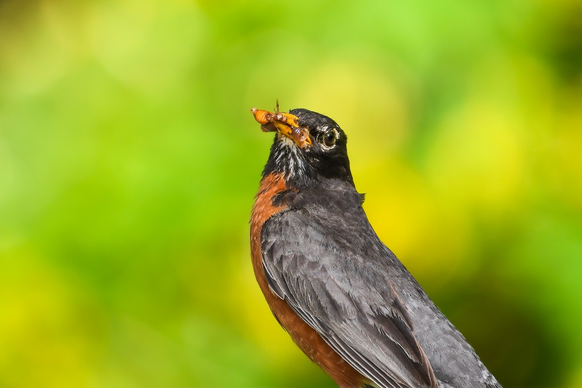 American Robin - ML639109845