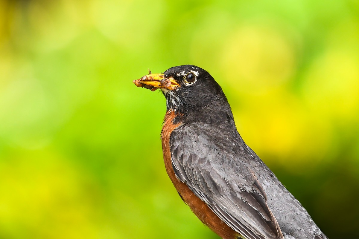 American Robin - ML639109846