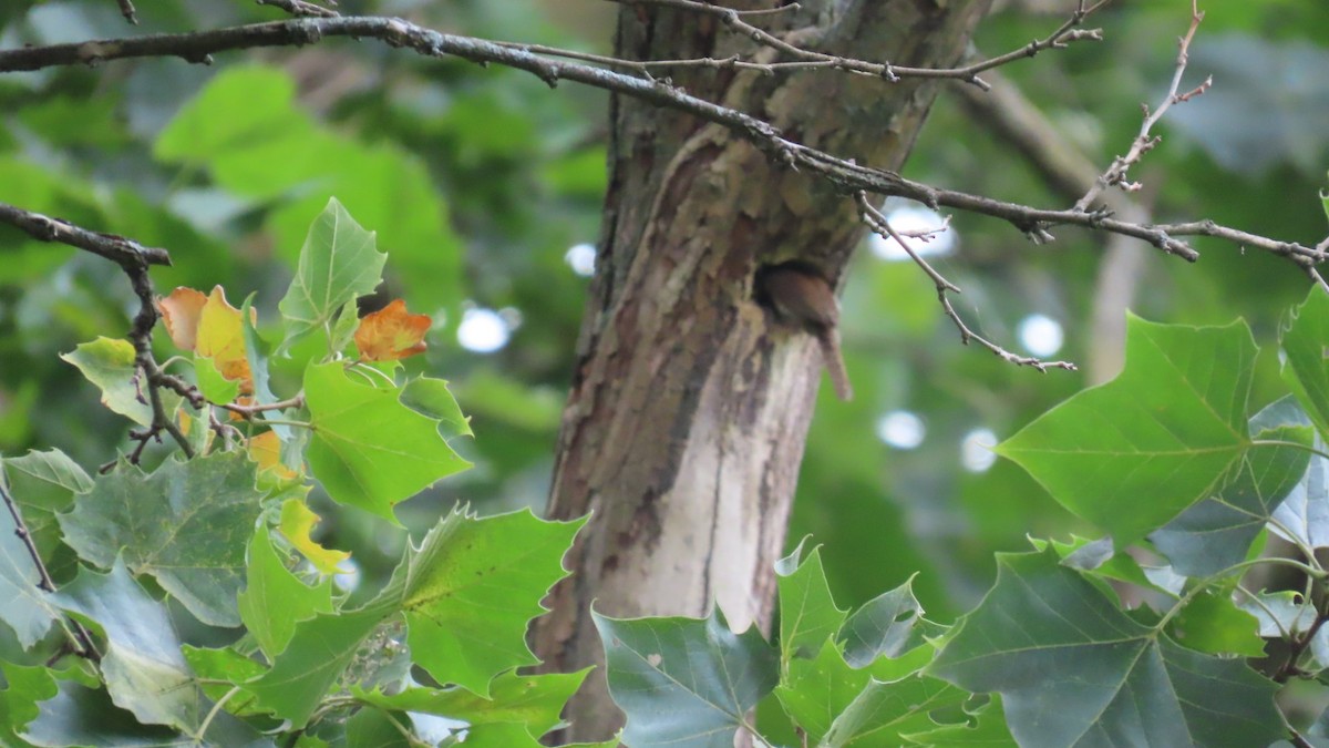 Northern House Wren - ML639109886