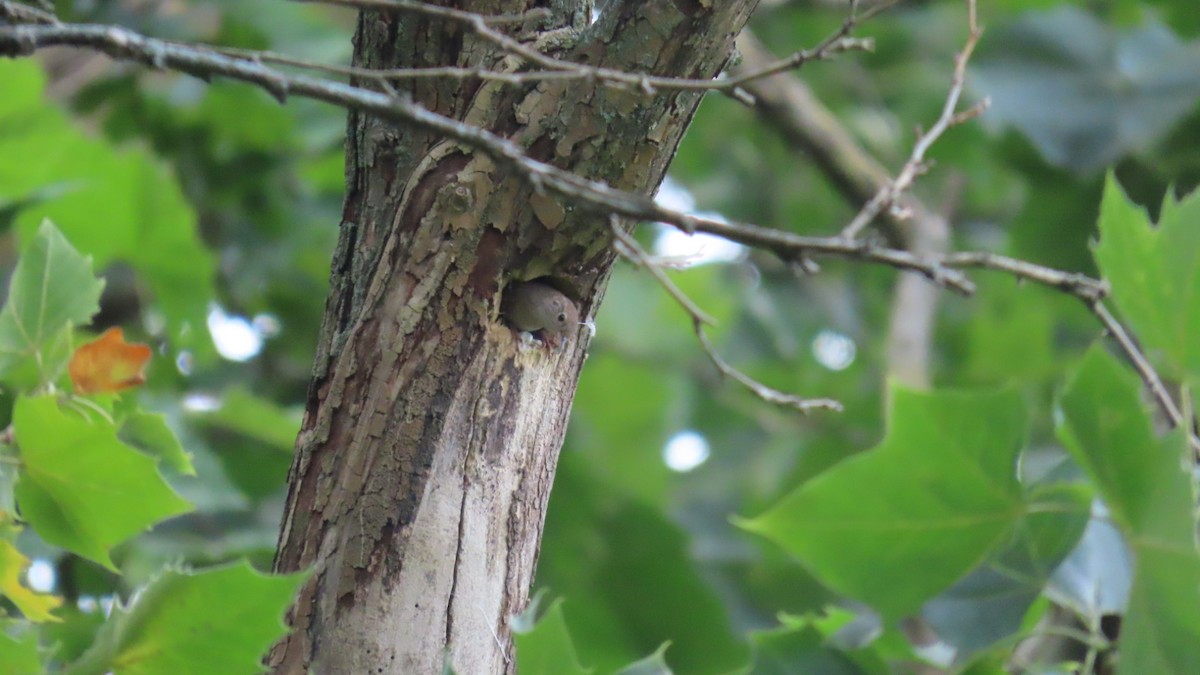 Northern House Wren - ML639109888