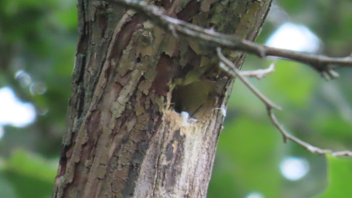 Northern House Wren - ML639109889