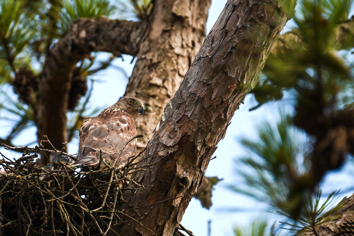 Cooper's Hawk - ML639109922