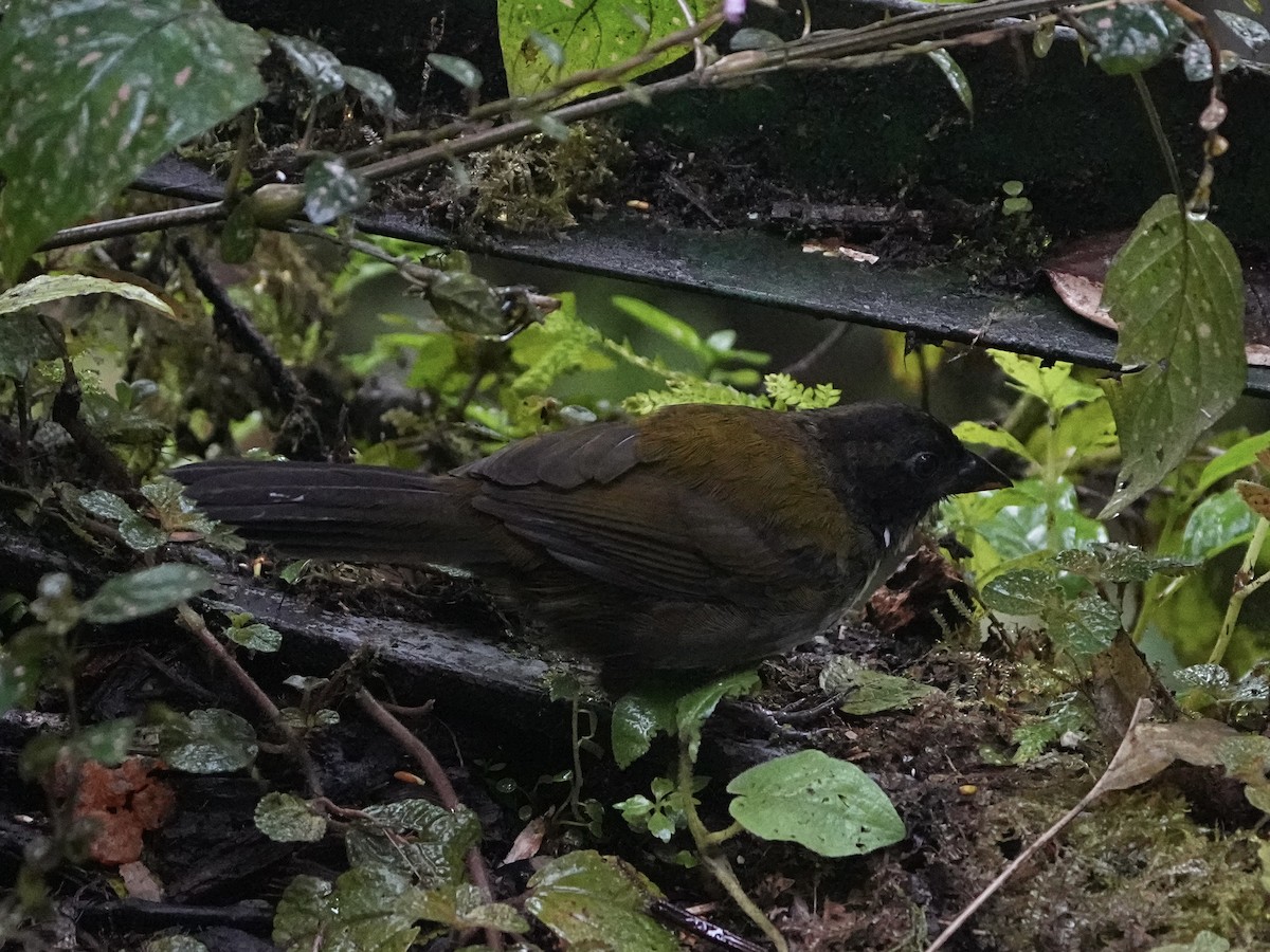 Black-headed Brushfinch - ML639110134