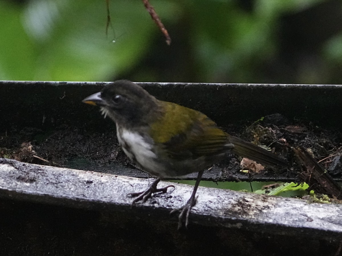 Black-headed Brushfinch - ML639110135