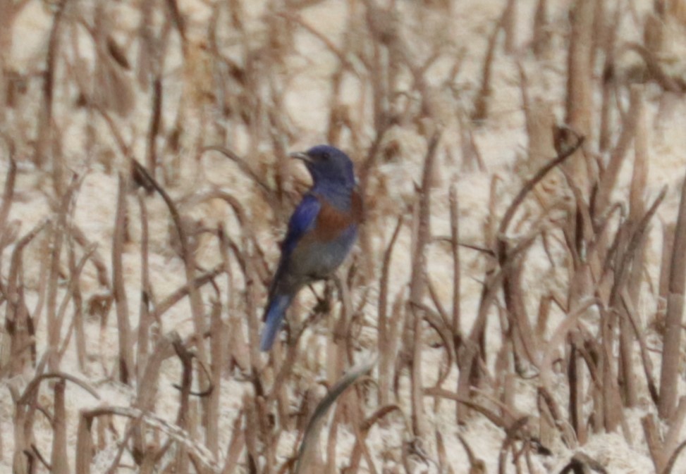 Blaukehl-Hüttensänger - ML639110171