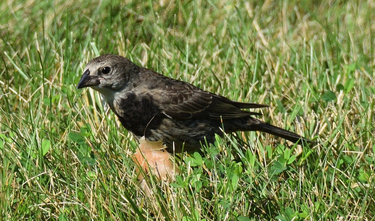 Brown-headed Cowbird - ML639110209