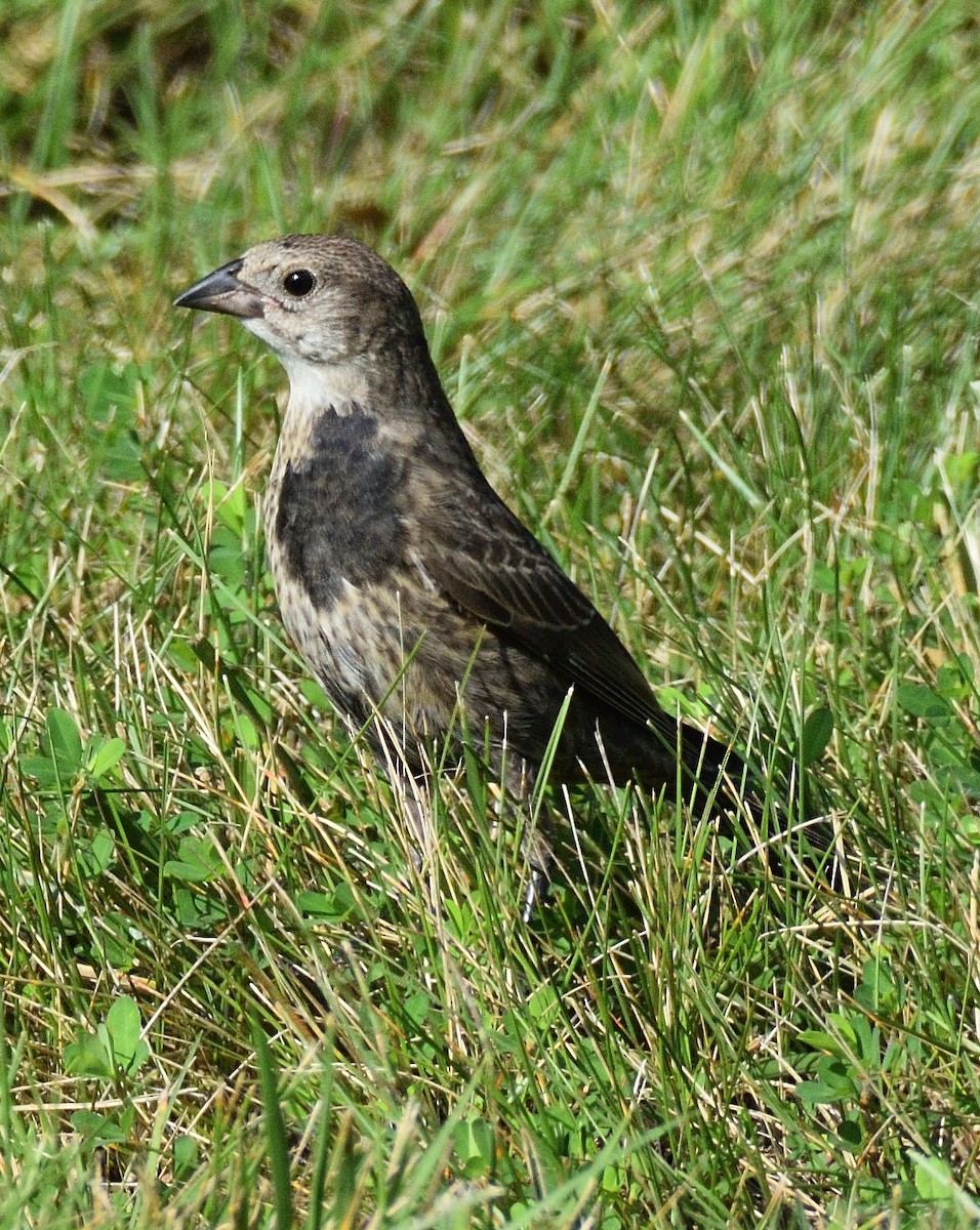 Brown-headed Cowbird - ML639110224