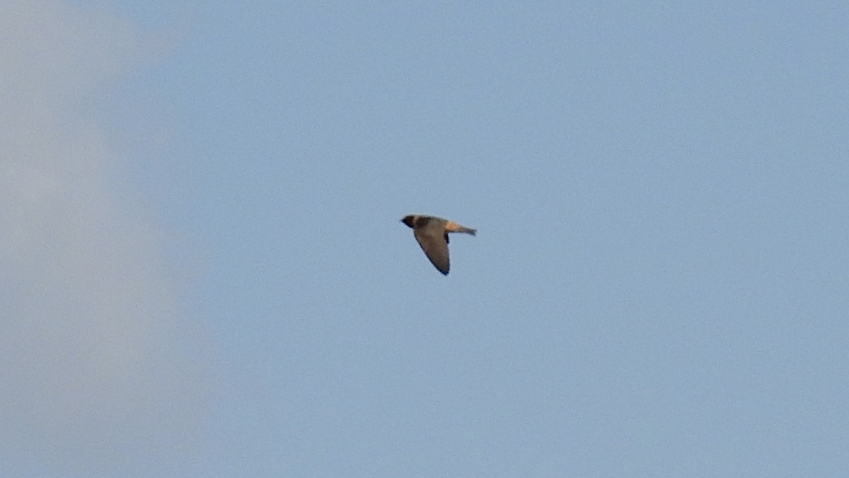 Cliff Swallow - ML639110225