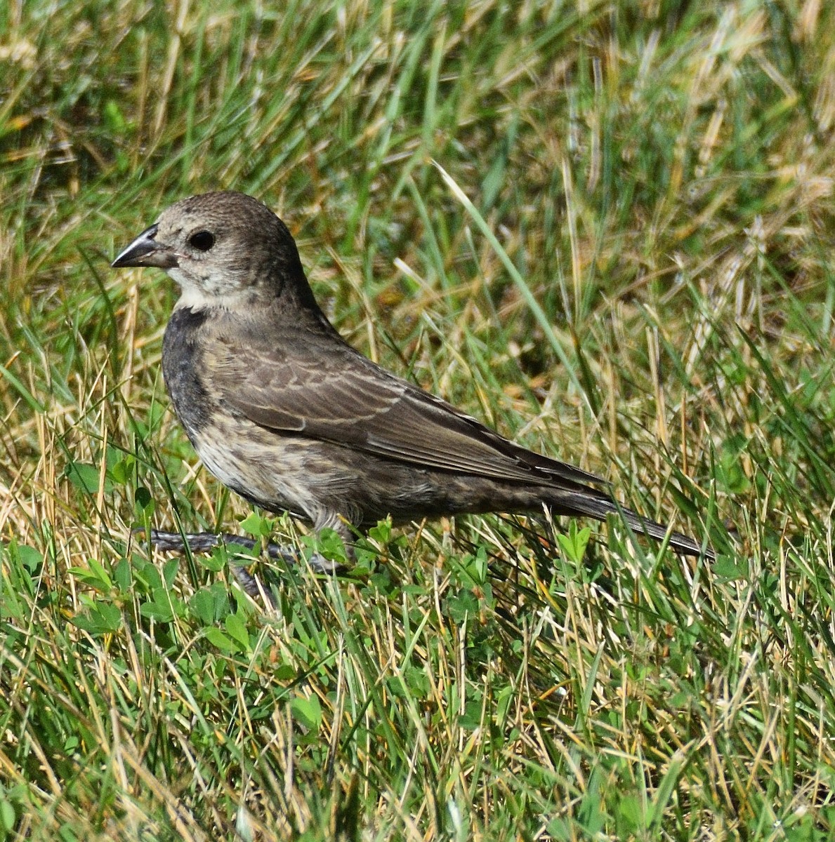 Brown-headed Cowbird - ML639110236