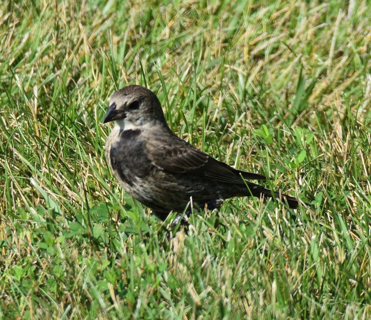 Brown-headed Cowbird - ML639110256