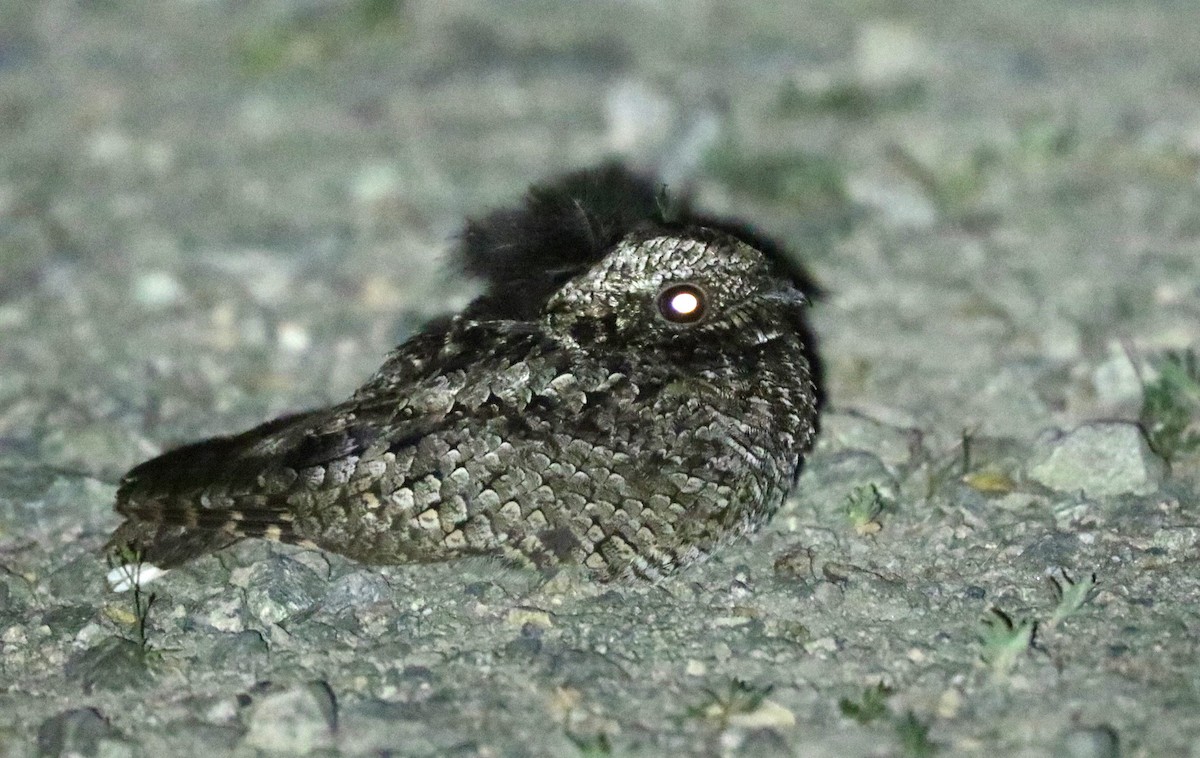 Winternachtschwalbe - ML639110264