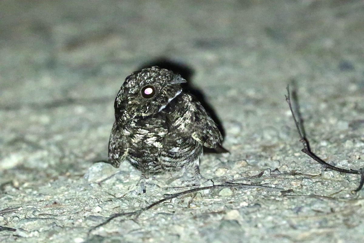 Winternachtschwalbe - ML639110265
